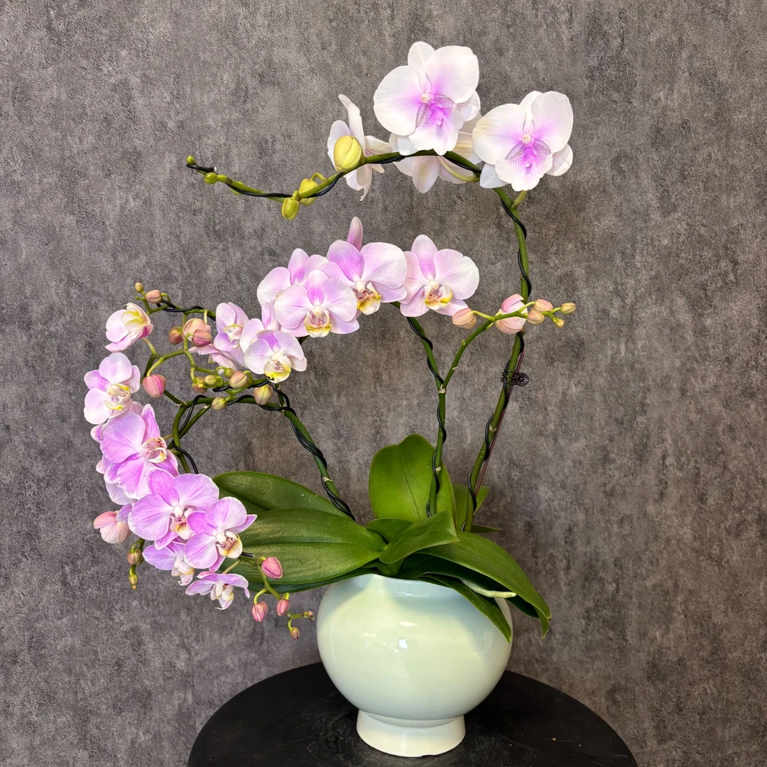 【高端定制05-蝴蝶兰】高端鲜花 定制款 易养花期长 送礼 家居摆件