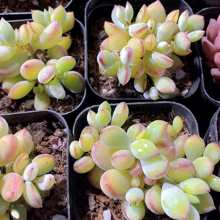 打磨福娘2.8带盆土发