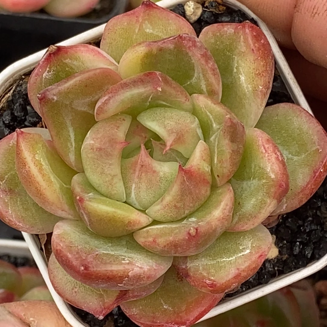 天官赐福百无禁忌