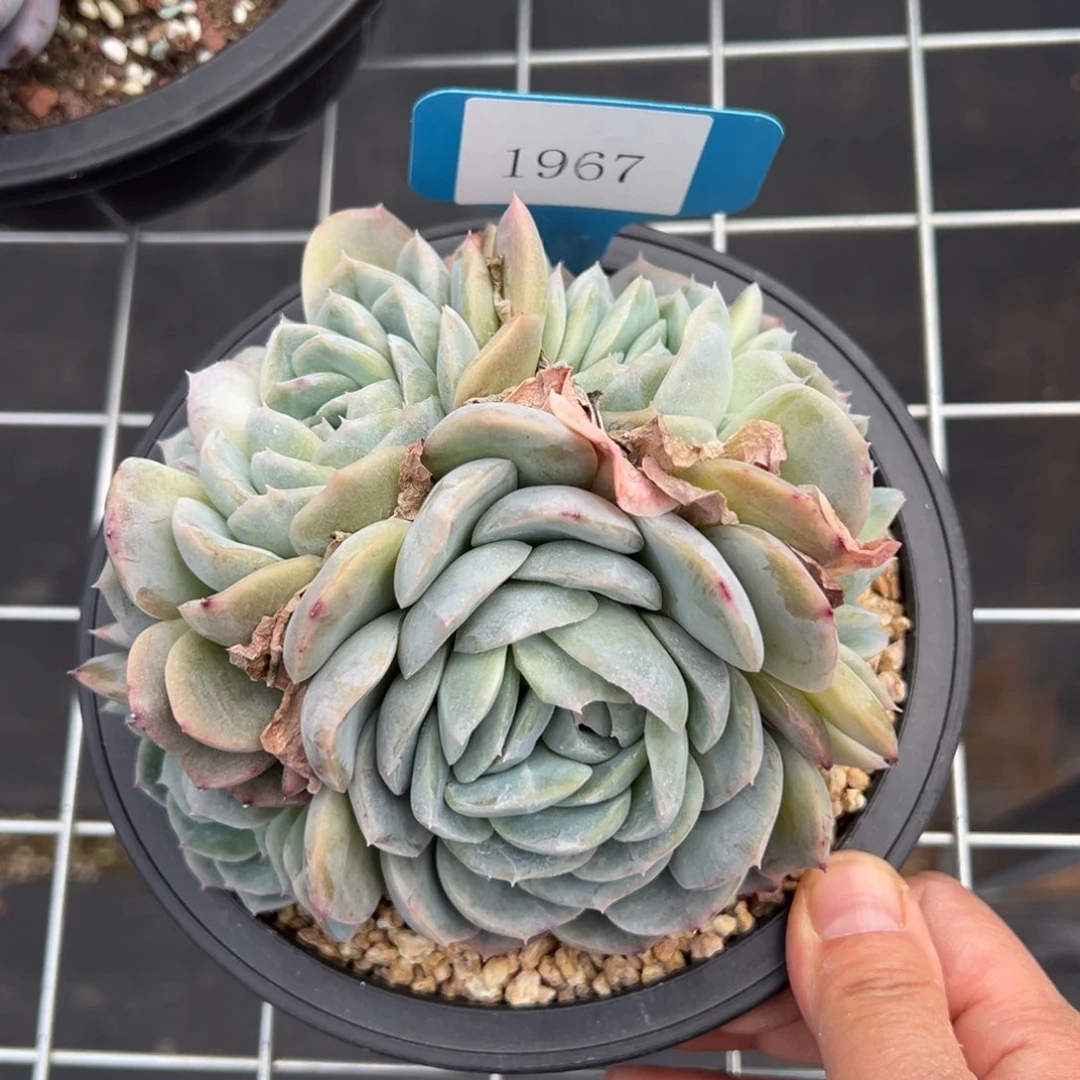 金**串1967肉多么多哦哟多么