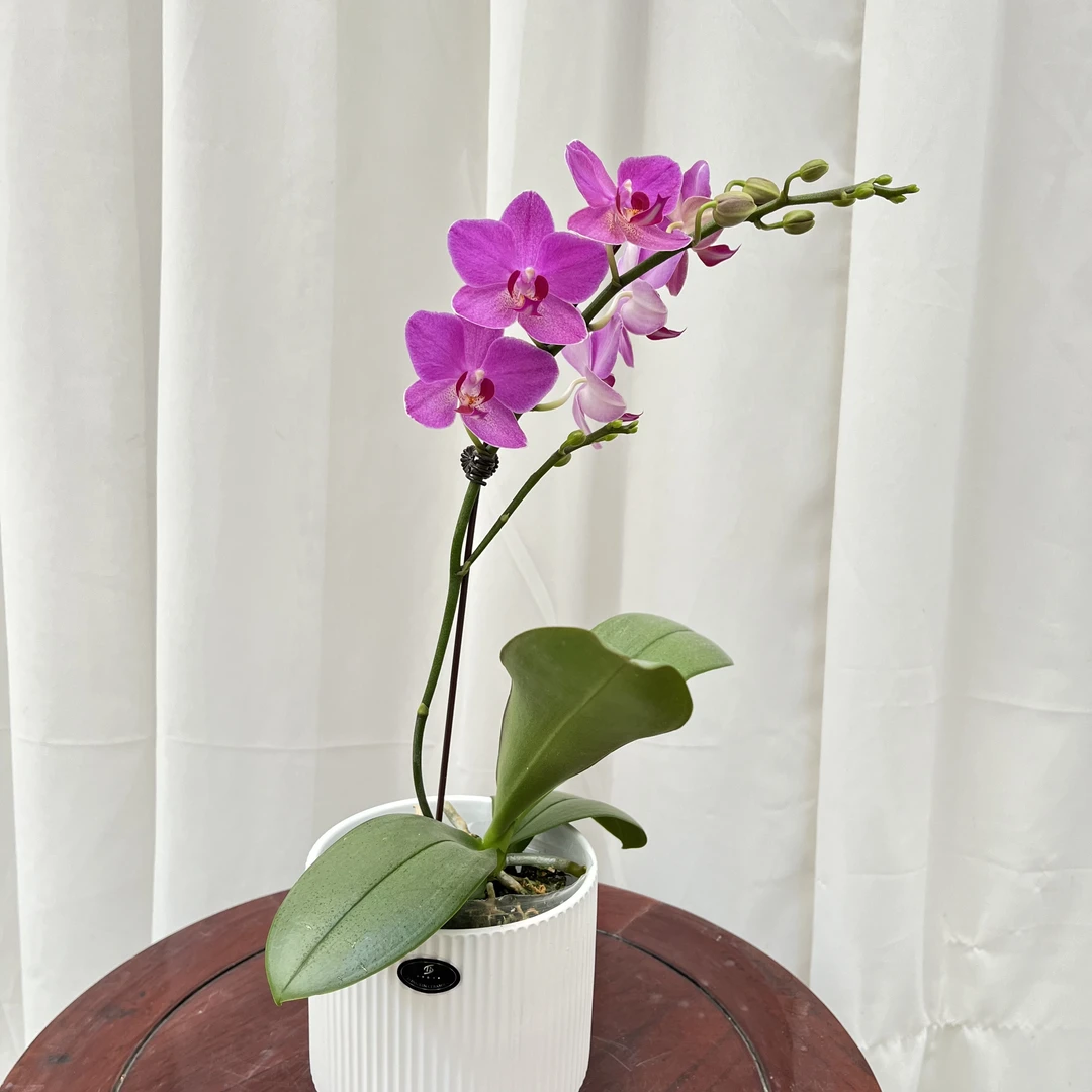 蝴蝶兰【兄弟精灵】开花福利