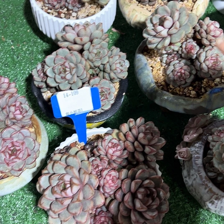 14.109葡萄带盆一个