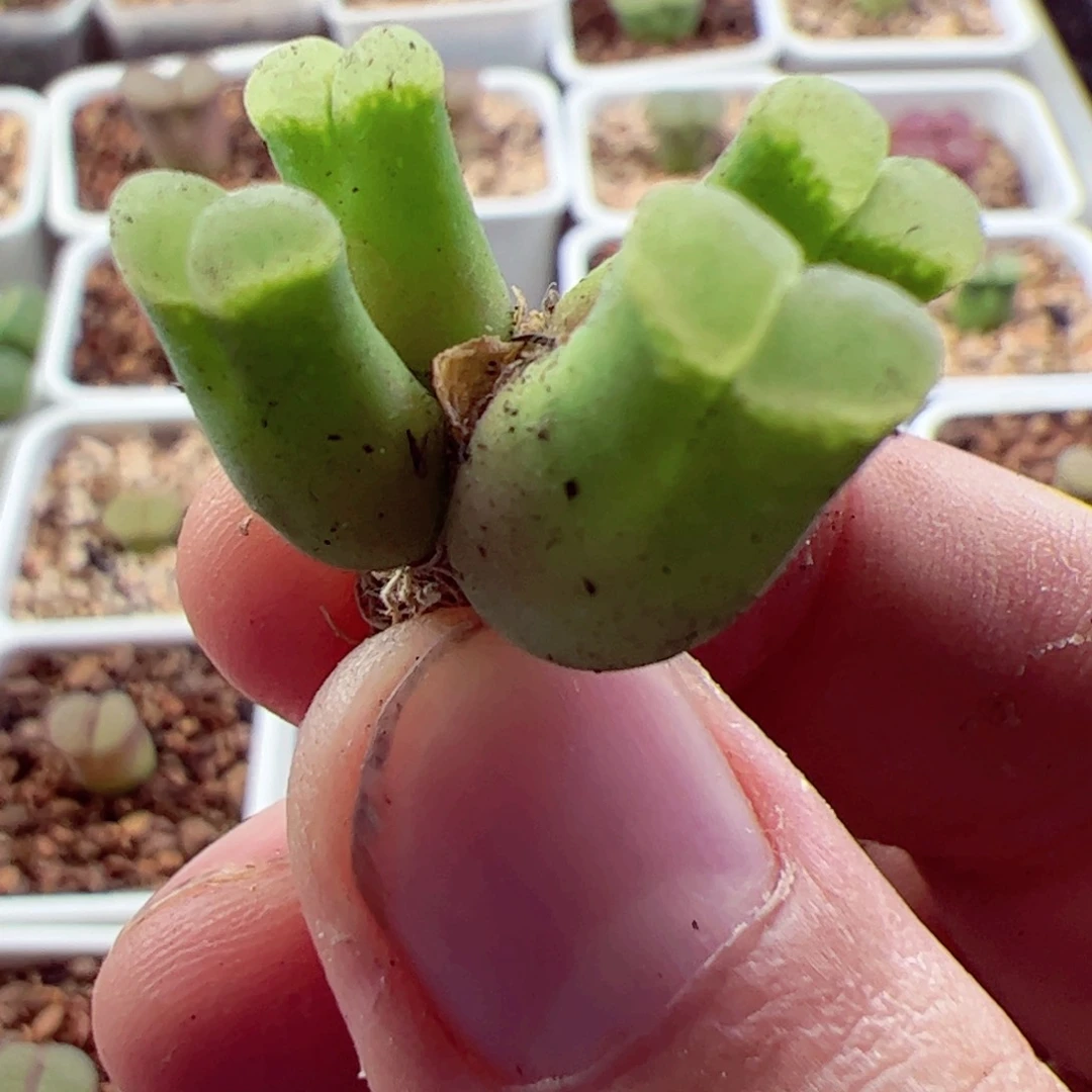 四头群生佛肚风铃玉