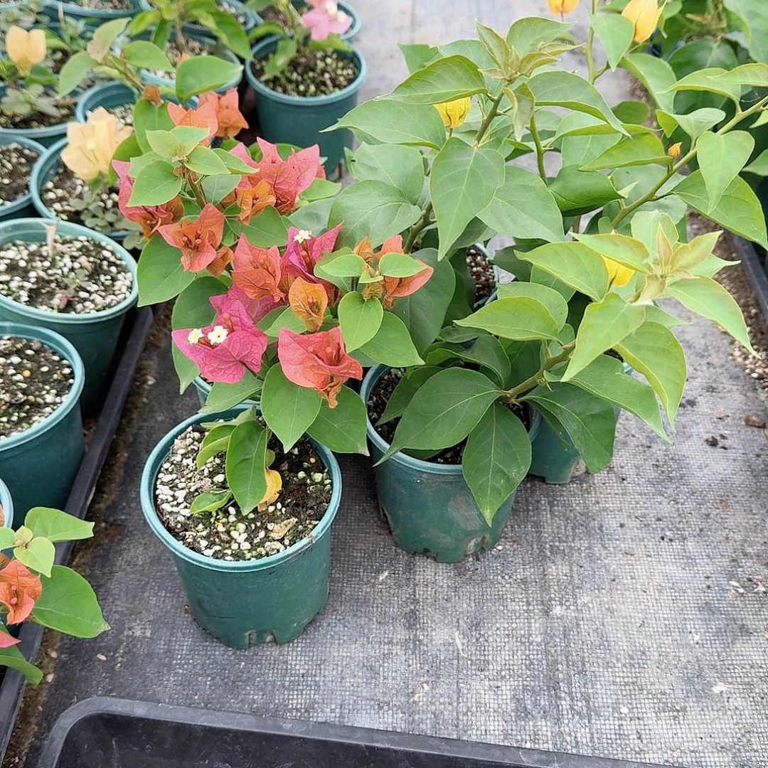 完全开放浅彩虹和巧克力