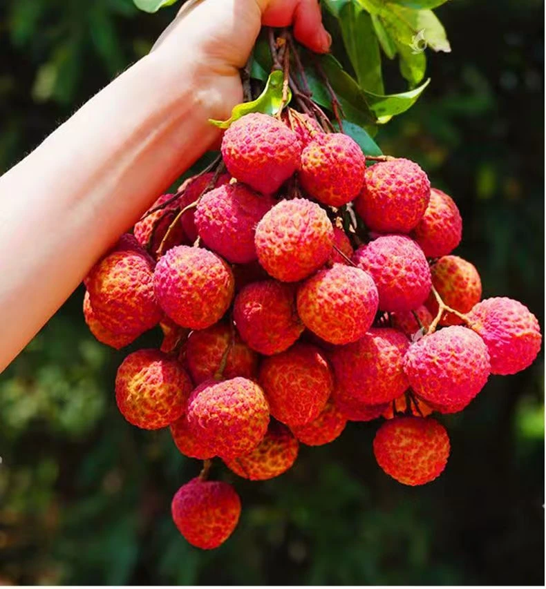 6斤乌叶荔枝冷链发货皮薄软糯新鲜水果黑叶荔枝白糖罂妃子笑鲜甜