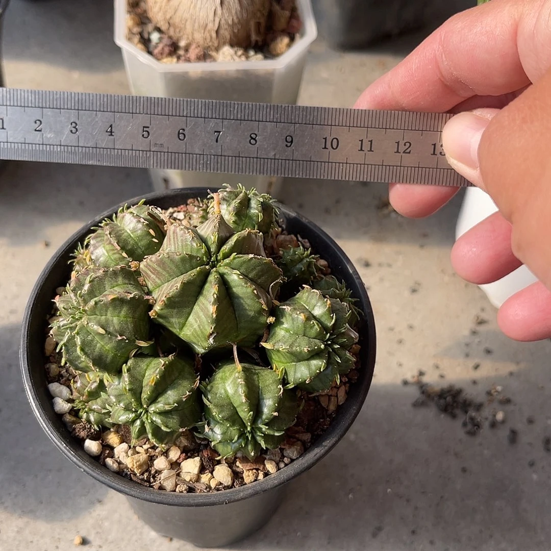 法利达大群一物一拍