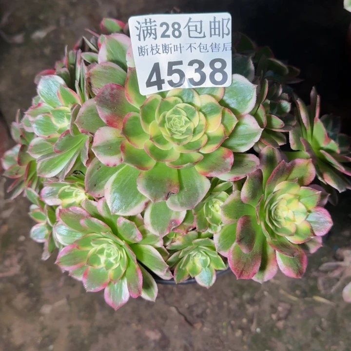 4538海鲜多肉植物