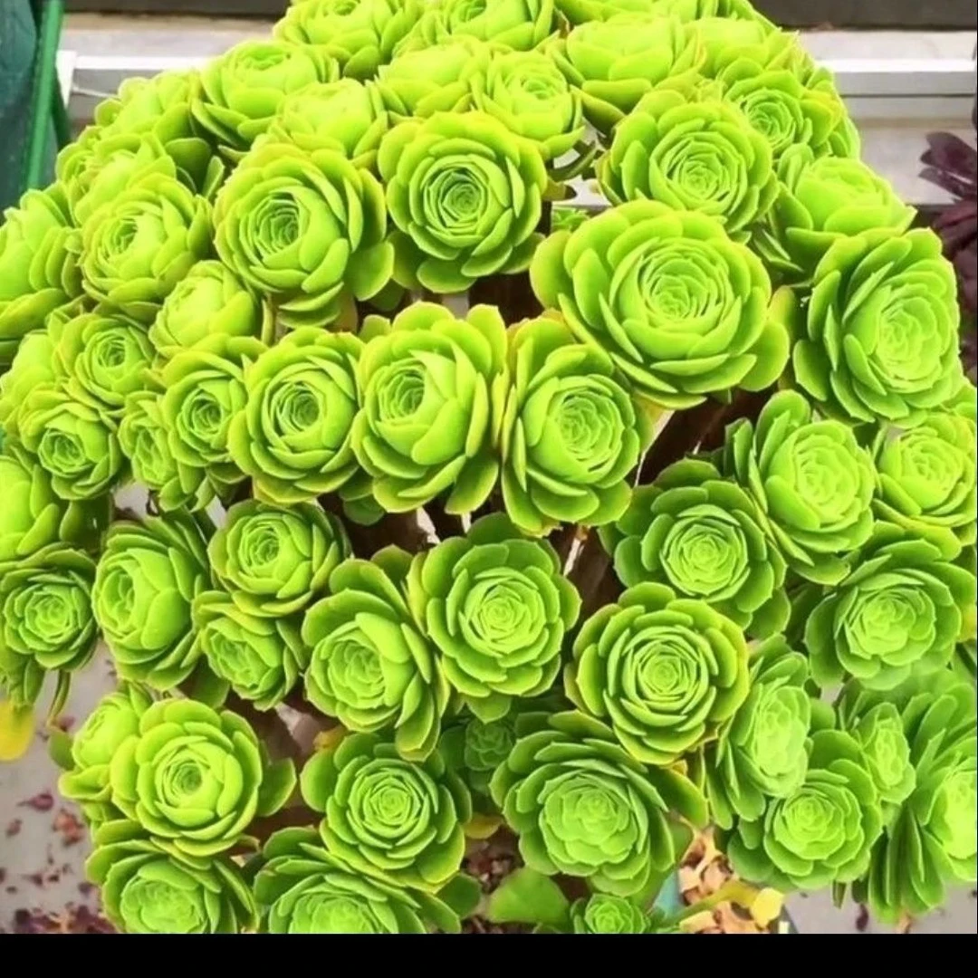 【粉丝福利】基地直发绿羊绒法师绿玫瑰大颗多头法师绿色绿植盆栽