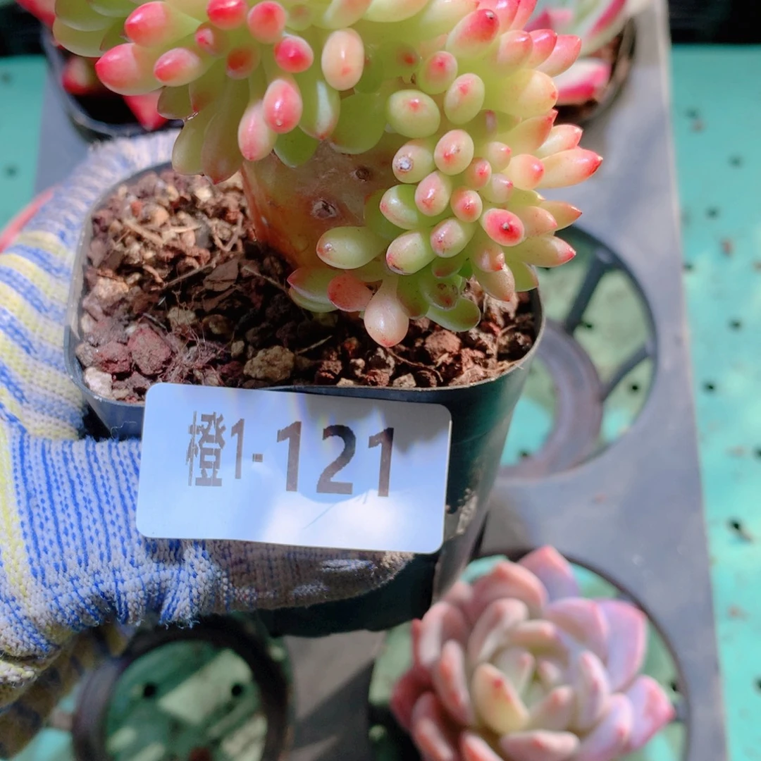 滴***嘟1-121一物一拍多肉带盆1颗
