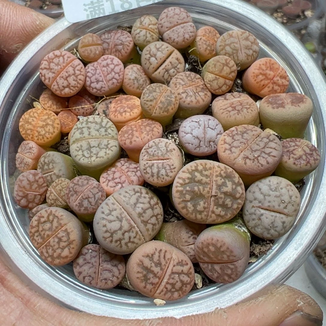 【闪购商品】 264。