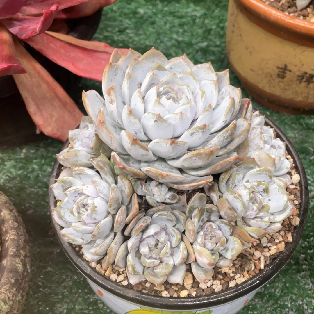 雪兔一物一拍28包邮非偏远