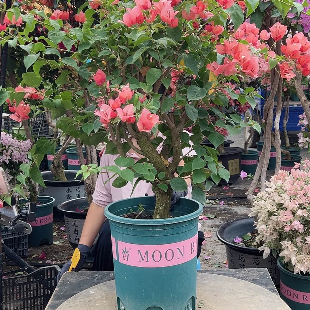 2***7大部分花苞少量开放F5不甜