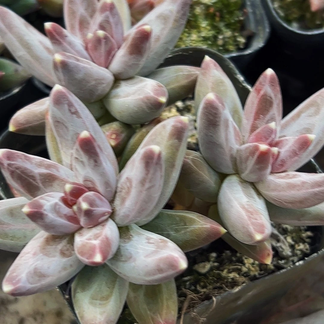 美人系列多肉植物