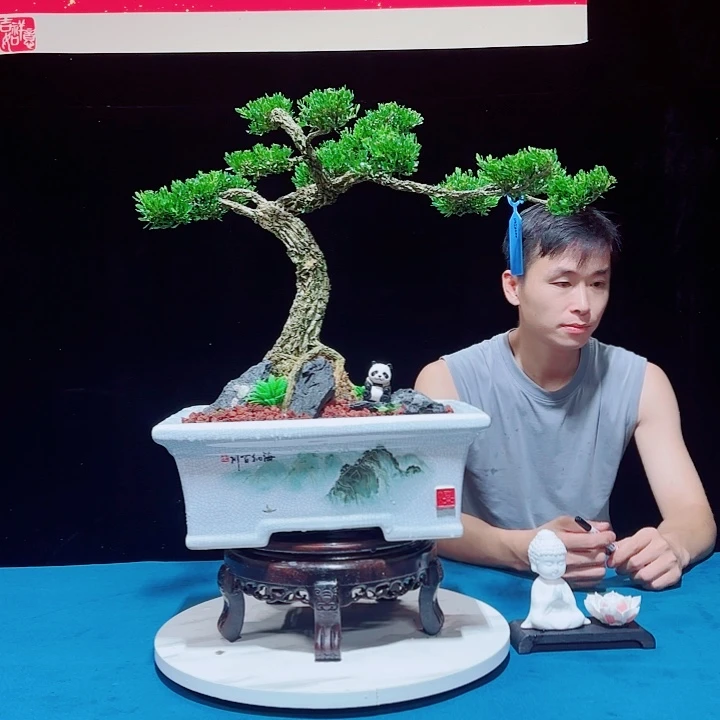 无花朵广东邹皮雀舌黄杨