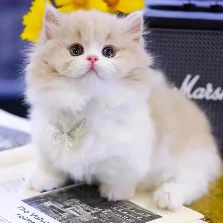 【鹿鸣猫舍】活体猫猫