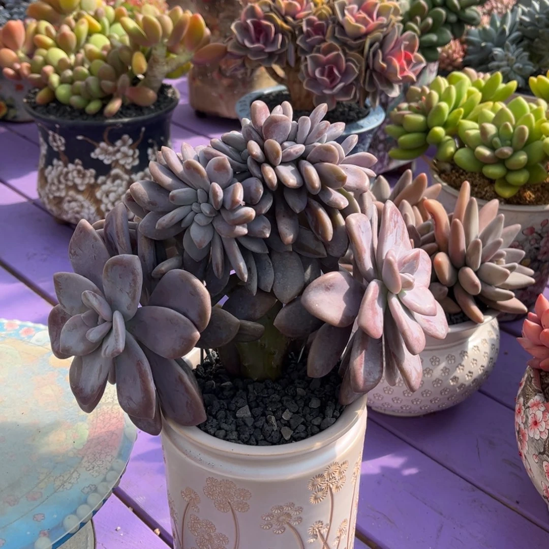 桃霜缀化一物一拍