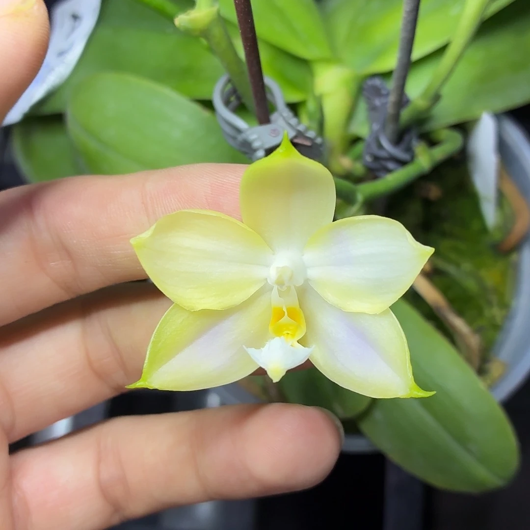 当前无花栽培后可以开花A187