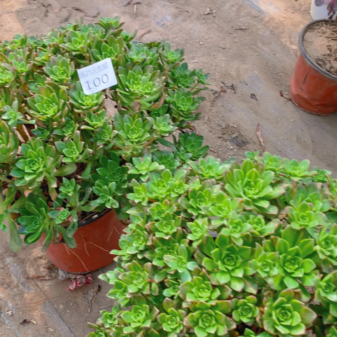 100绿茶老桩多肉植物的