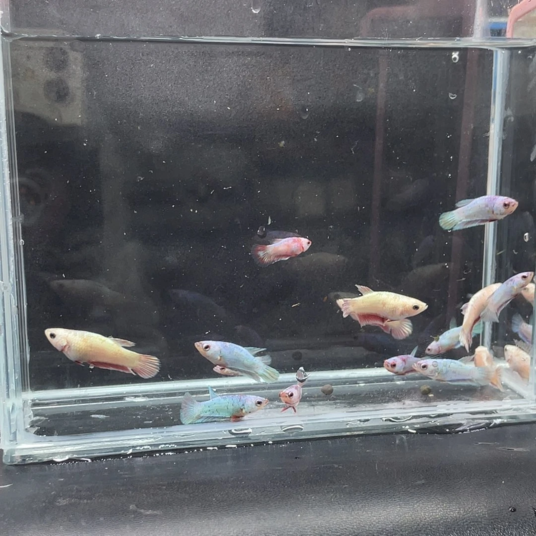 斗鱼彩金将军粉金将军苗10