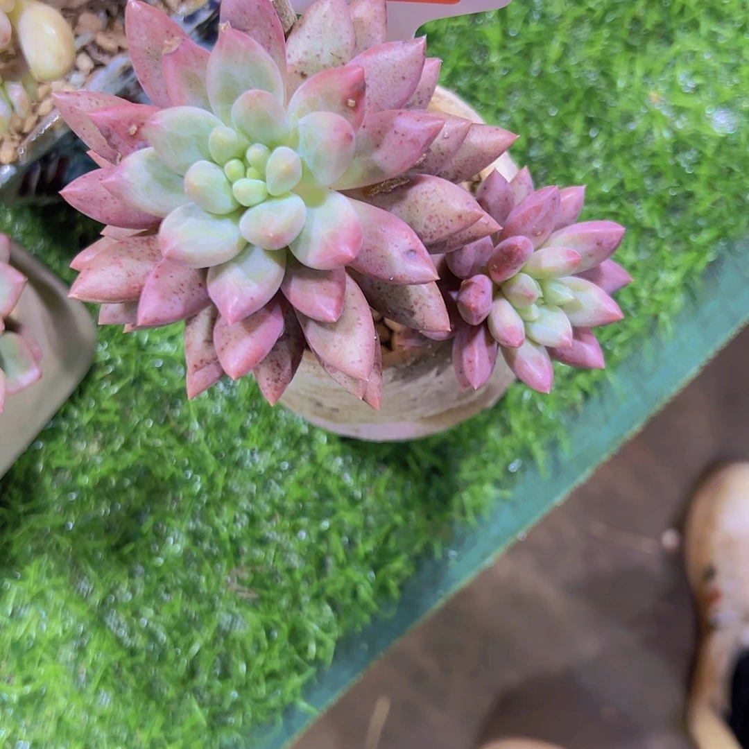 ?*363红蜻蜓9.9。。