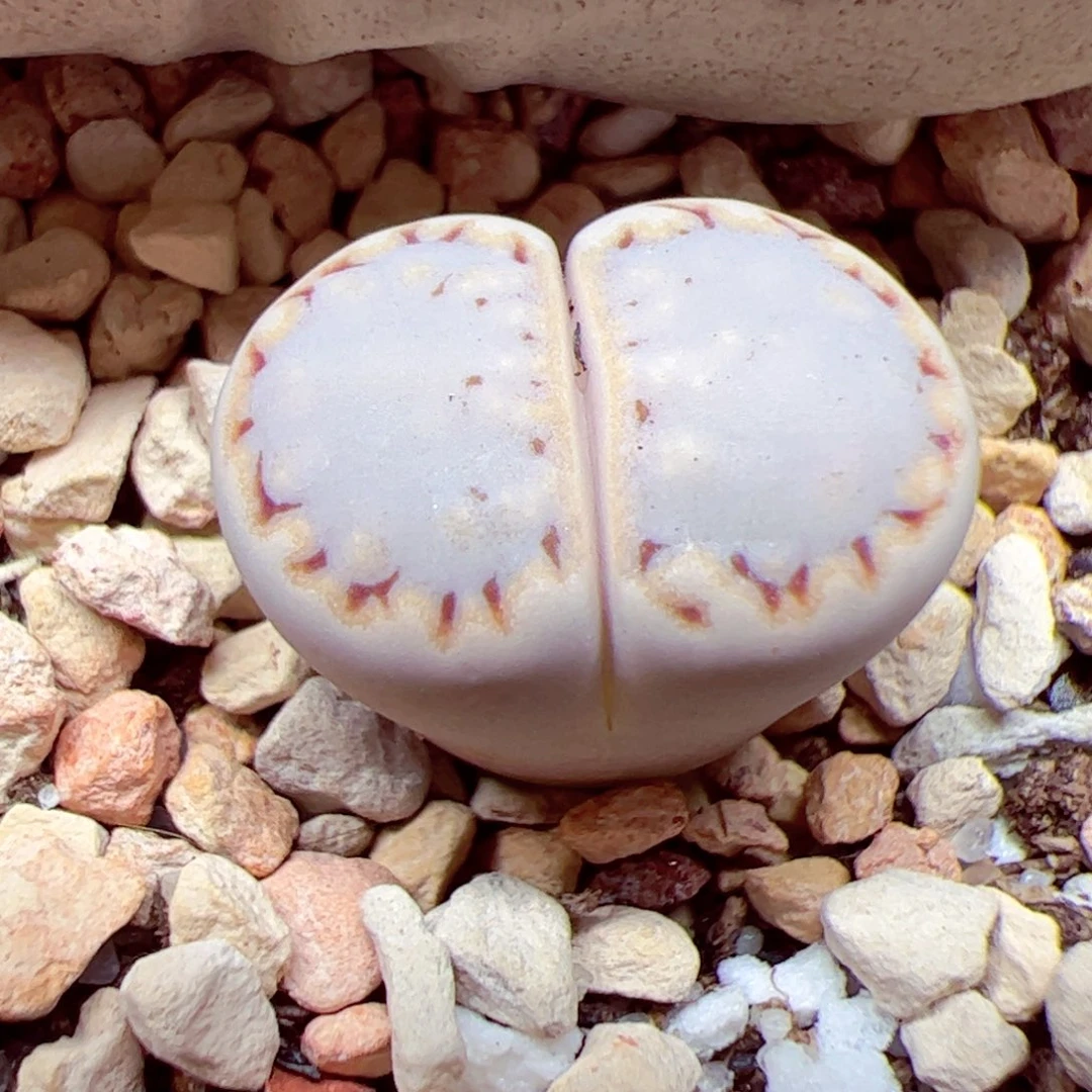 ?****?112 优秀的肉肉50