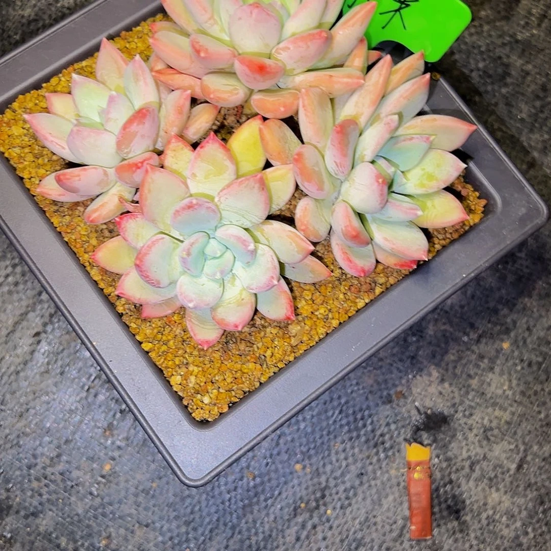 美人美人美人美人