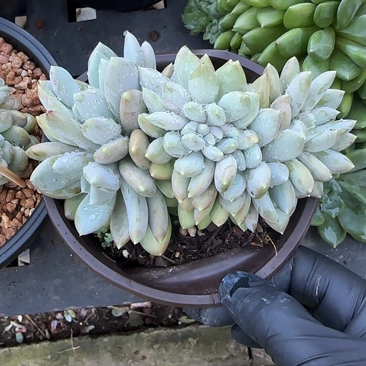 青蛙王子儿童牙膏套装11