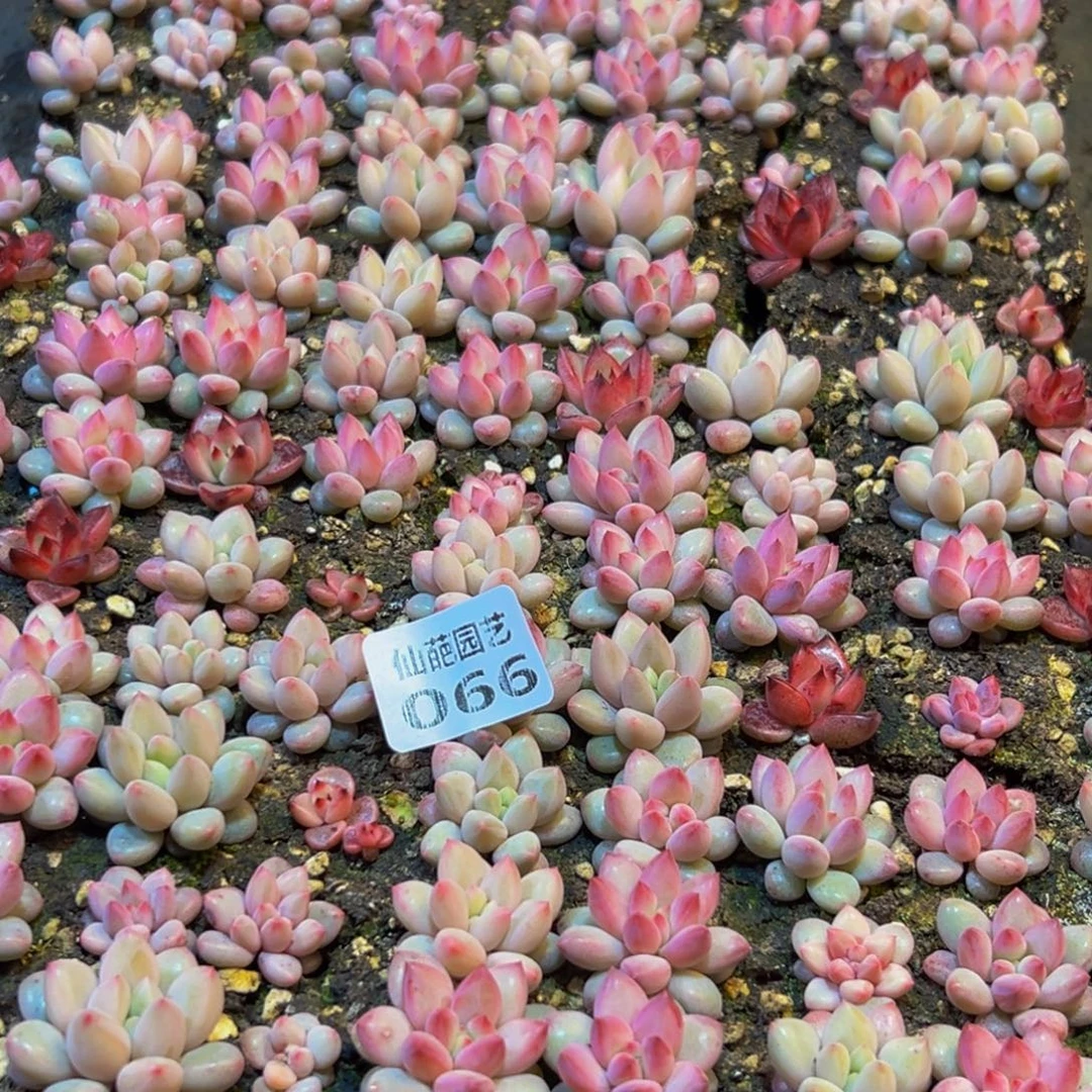 胖***丫066多肉葡萄的味道是什么味道