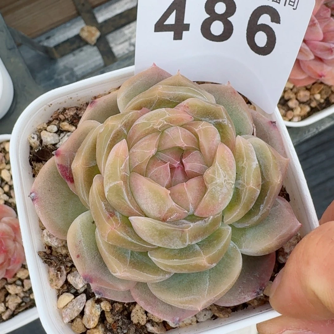 开播福利捡漏随单发满58包邮