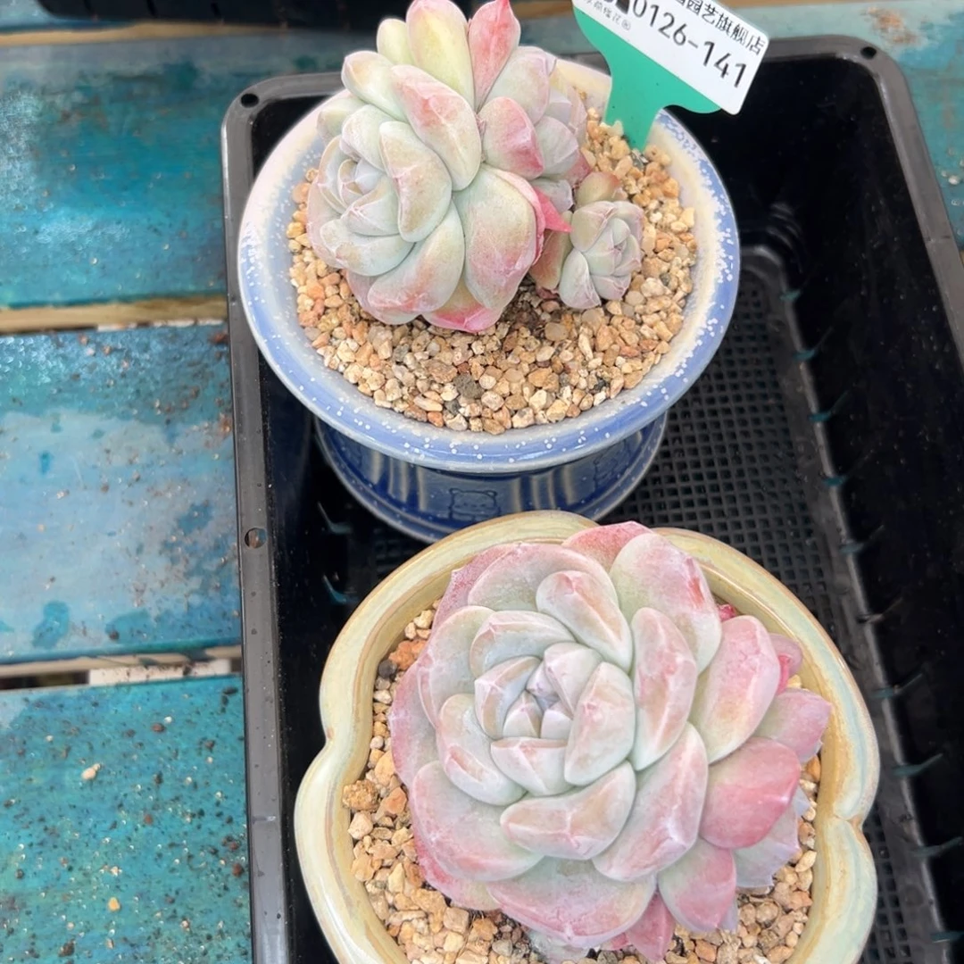 多肉一物一拍编号0126-141