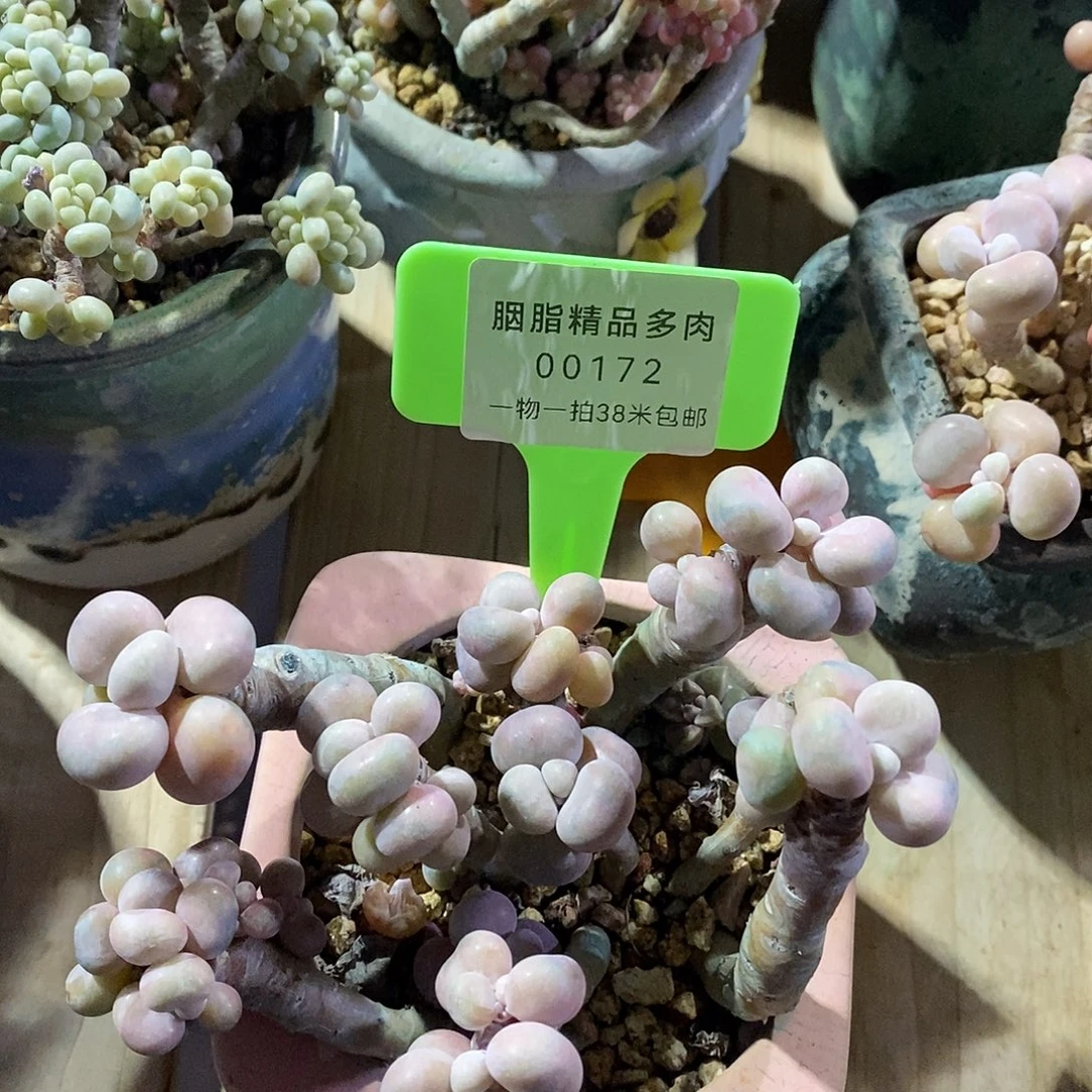 00172册及客户册透露