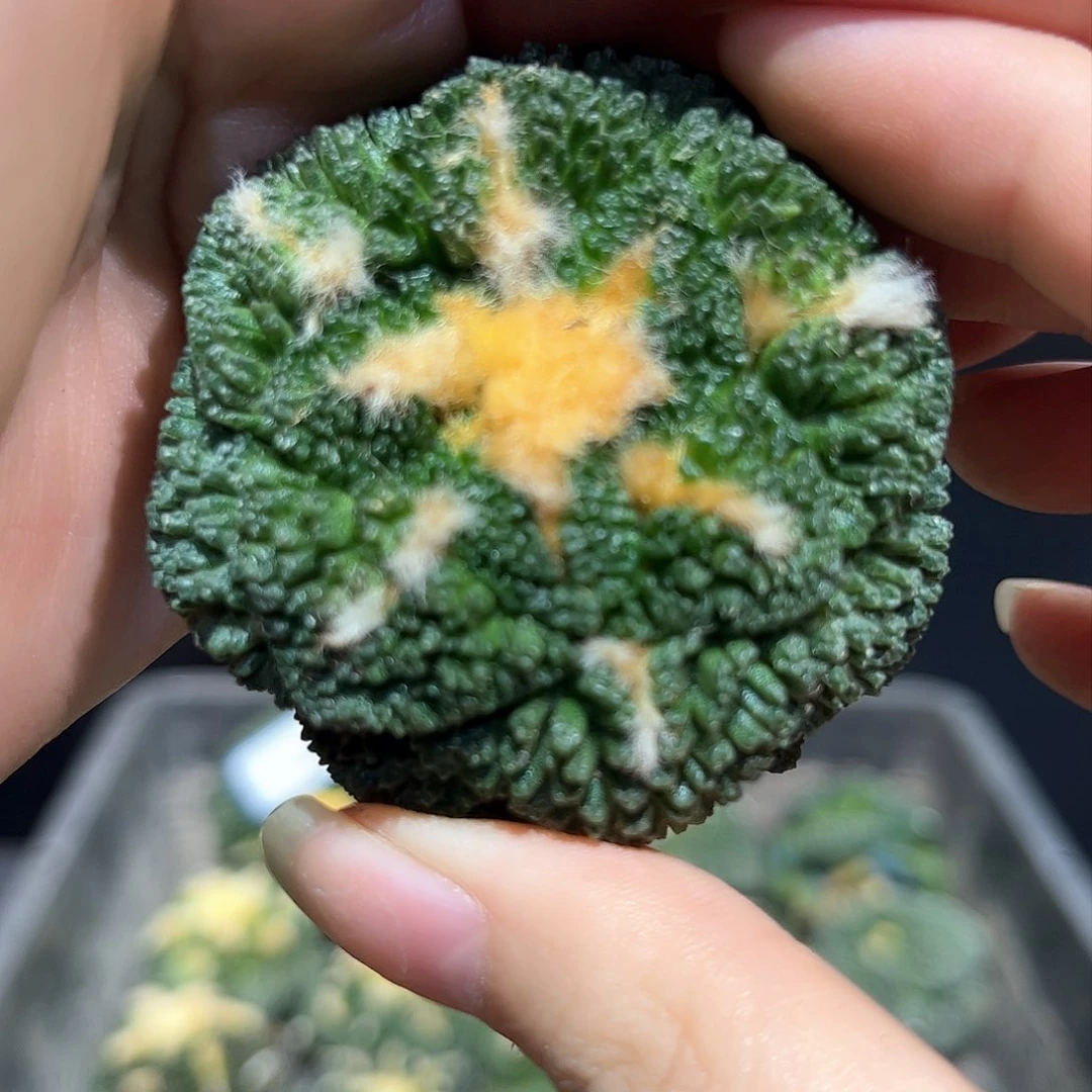 5.5cm自根密尤哥斯拉牡丹