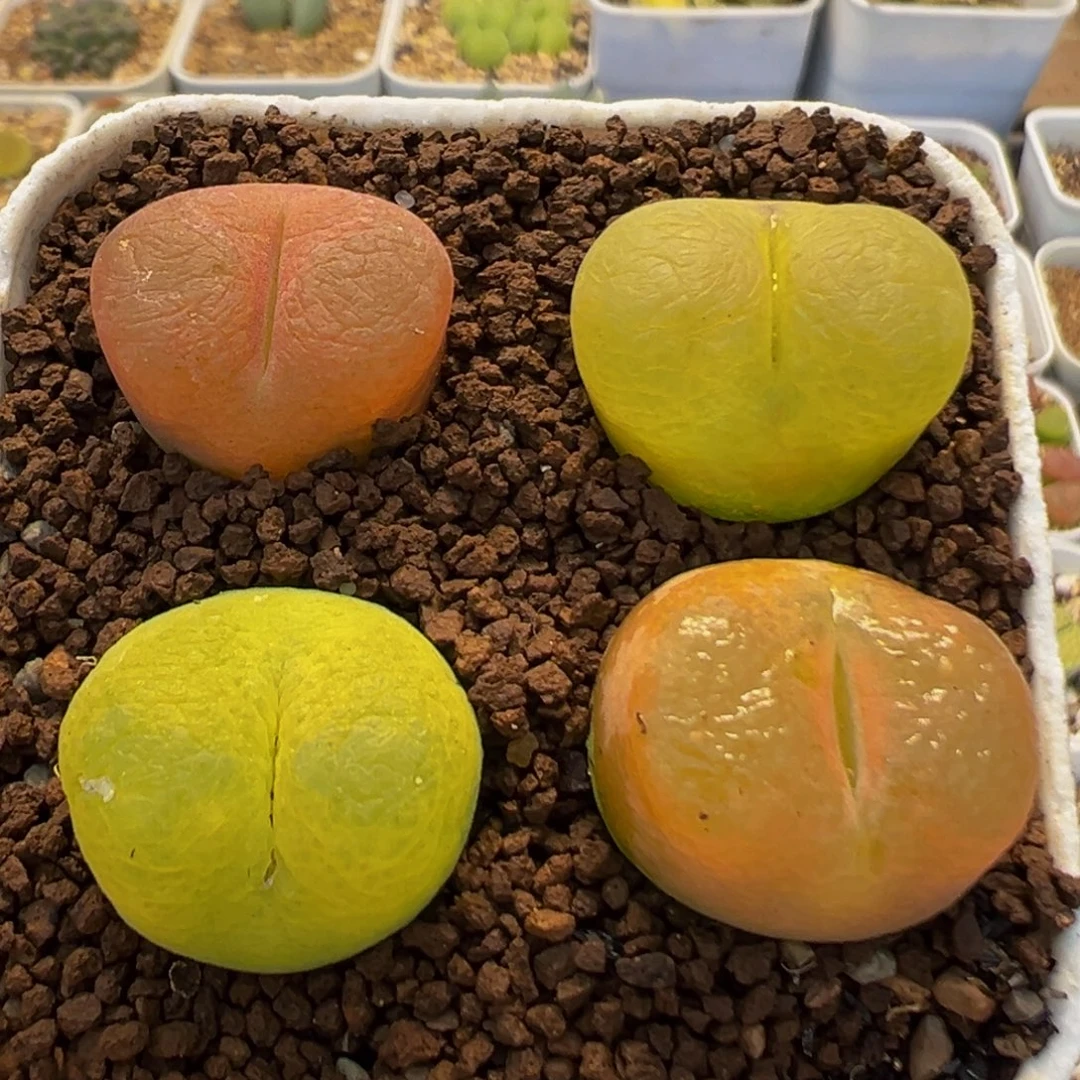 58多肉植物百科植物
