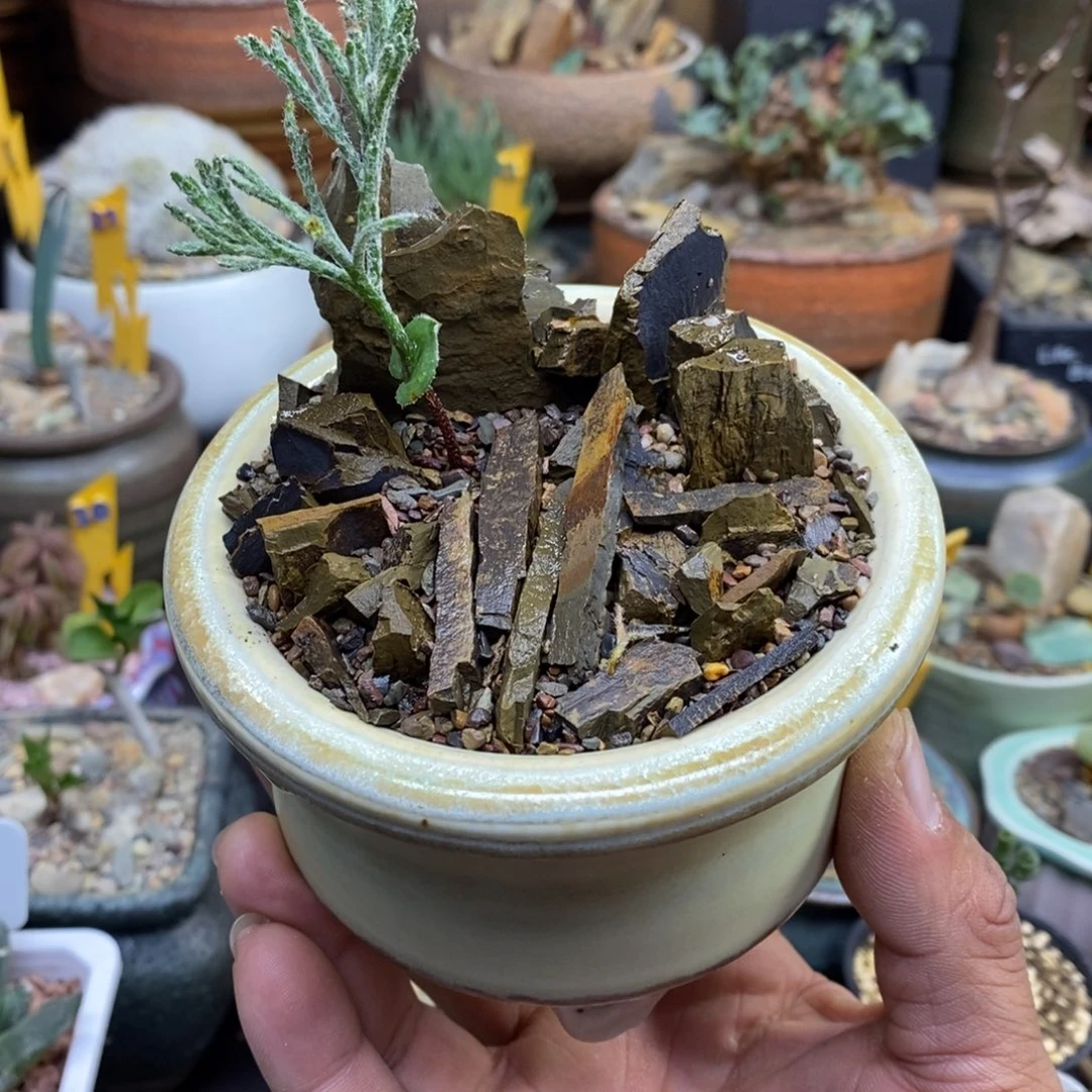 将军幡雾冰玉带盆一物一拍