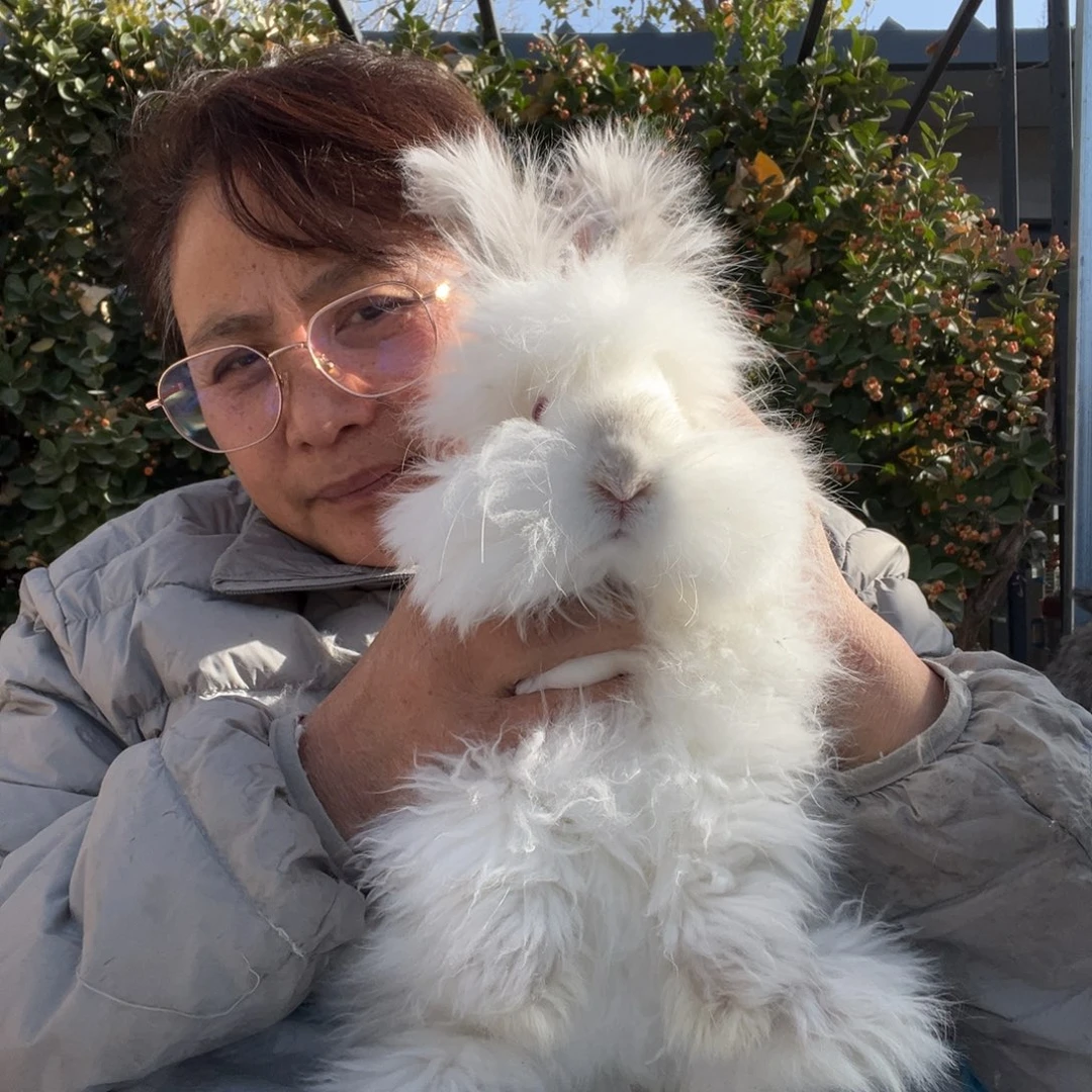 英系安哥拉宠物兔子