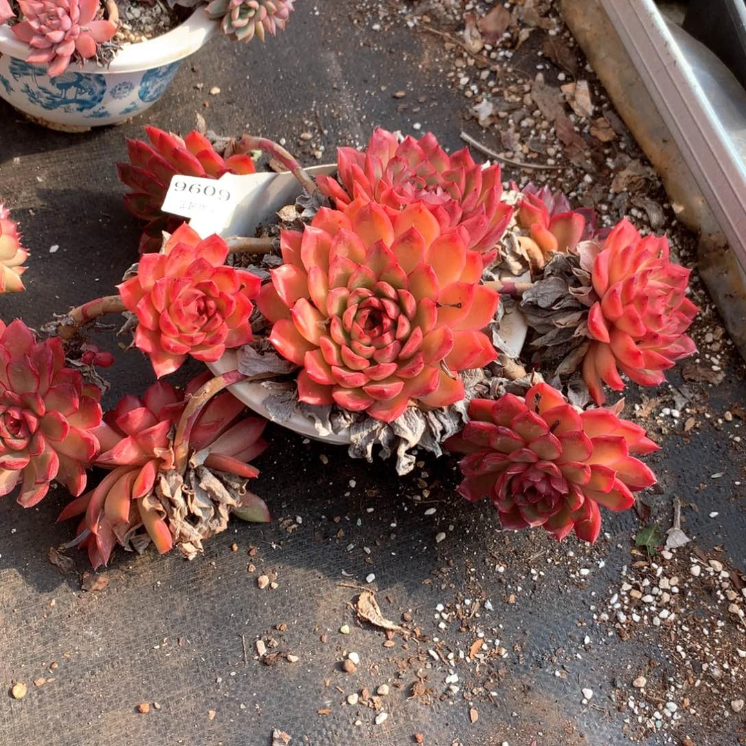 奇**术6096不包掉头整散特价处理不售后