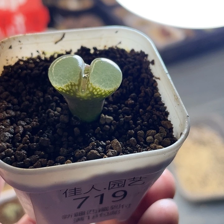 佳人园艺多肉生石花风铃719