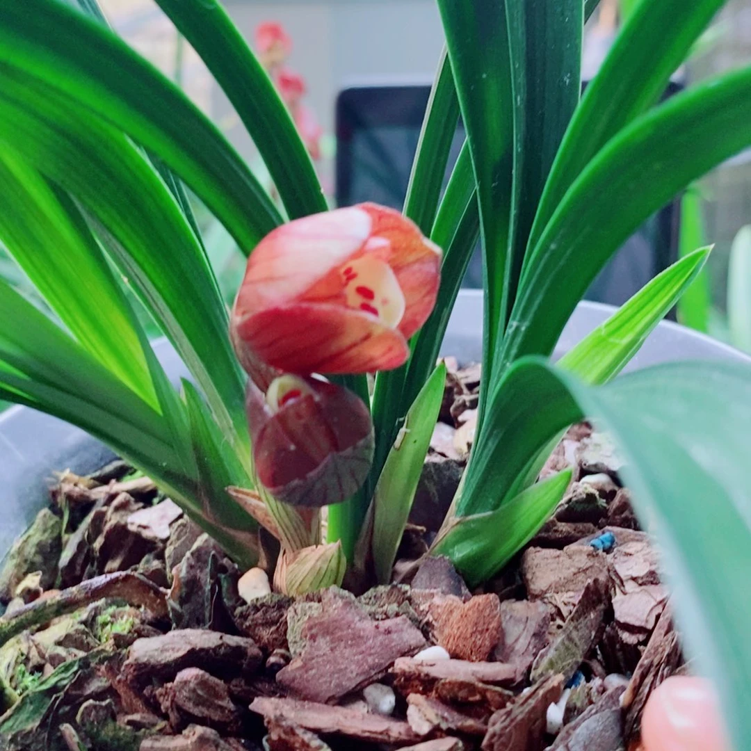 大部分花苞少量开放