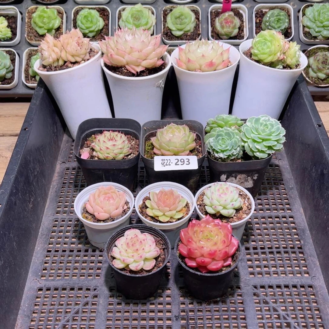 花利美22-293框拍12颗