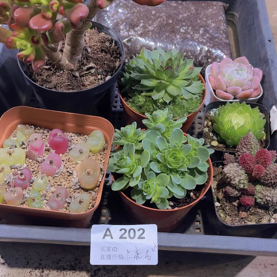 多肉202多肉植物