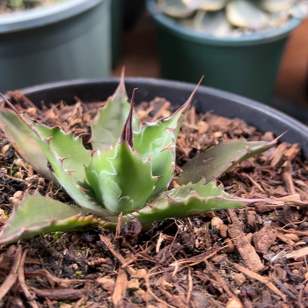 概***计无花朵多肉植物宽叶蒙塔娜