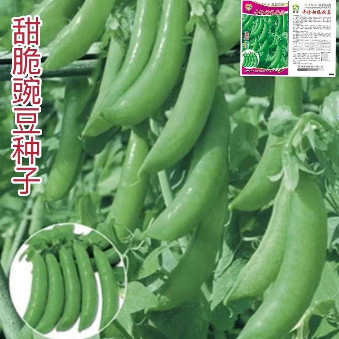 甜豌豆种子水果型脆可生吃菜豌豆青豆甜豌豆易种栽培耐寒春季爆品