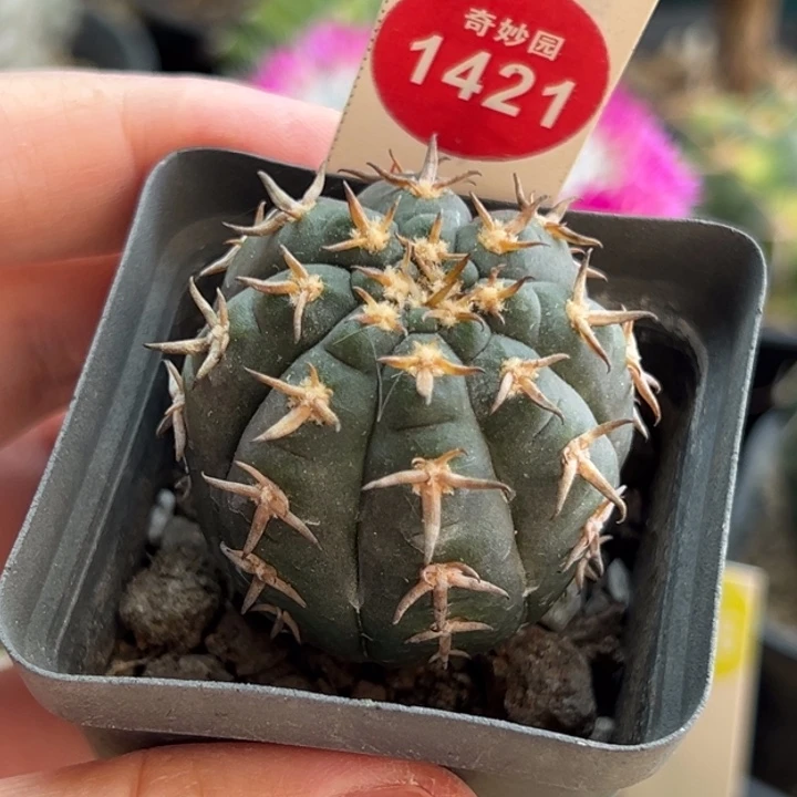 实生短豪猫爪3.8cm