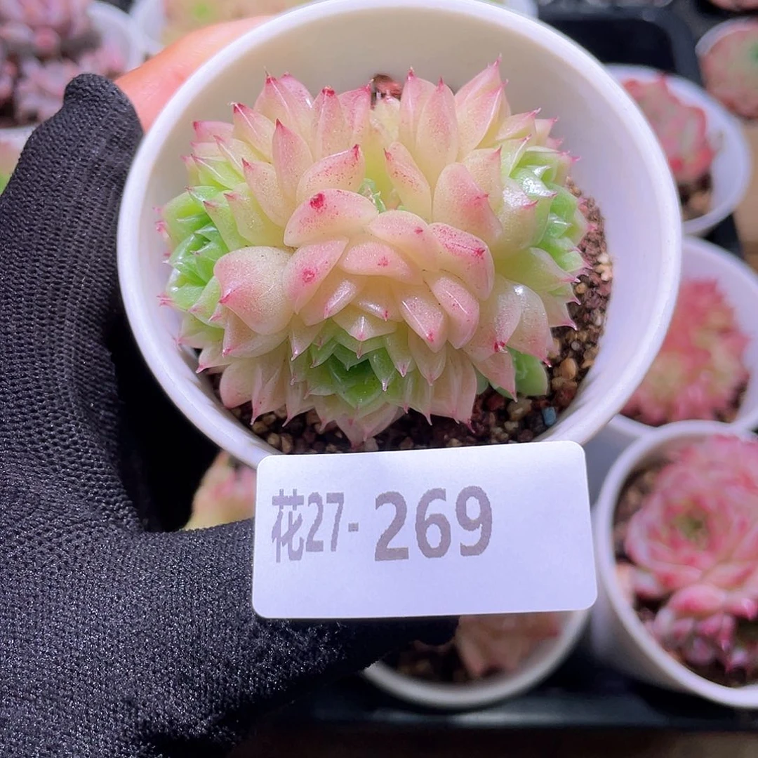 花利美27-269麦秆