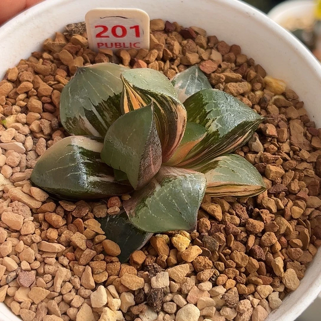 201龙禧克锦福利福利