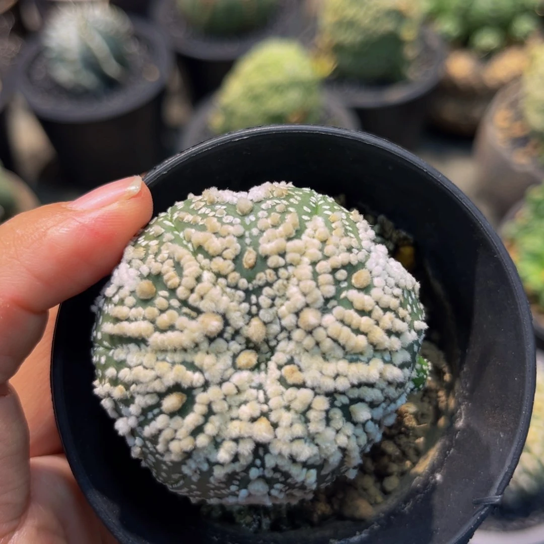 花园兜实生xmmmmmmmmm