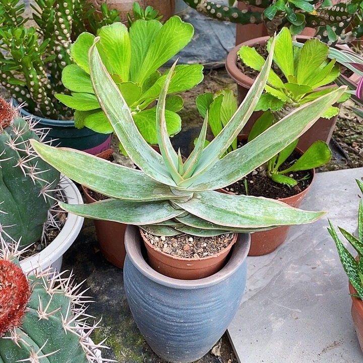 完全开放芦荟裸根发货