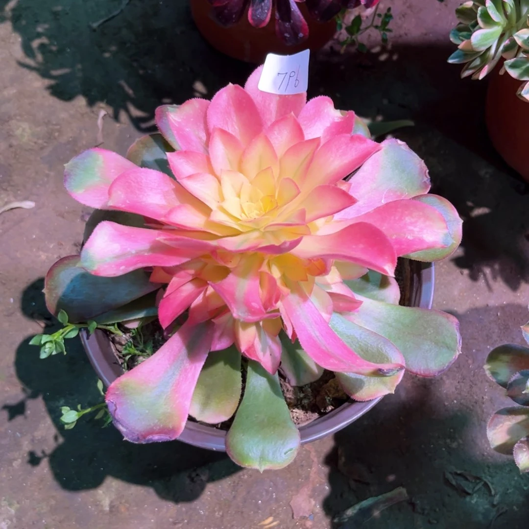 多肉植物香妃796