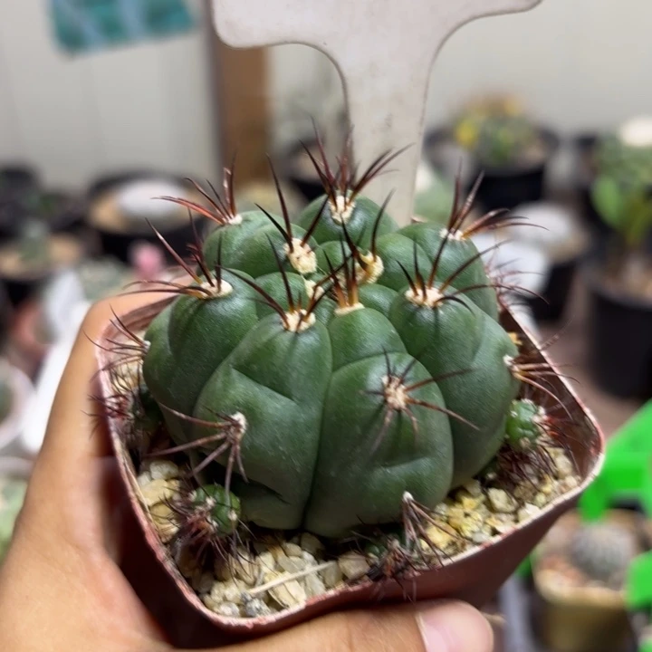 7***S8030实生良宽好养皮实