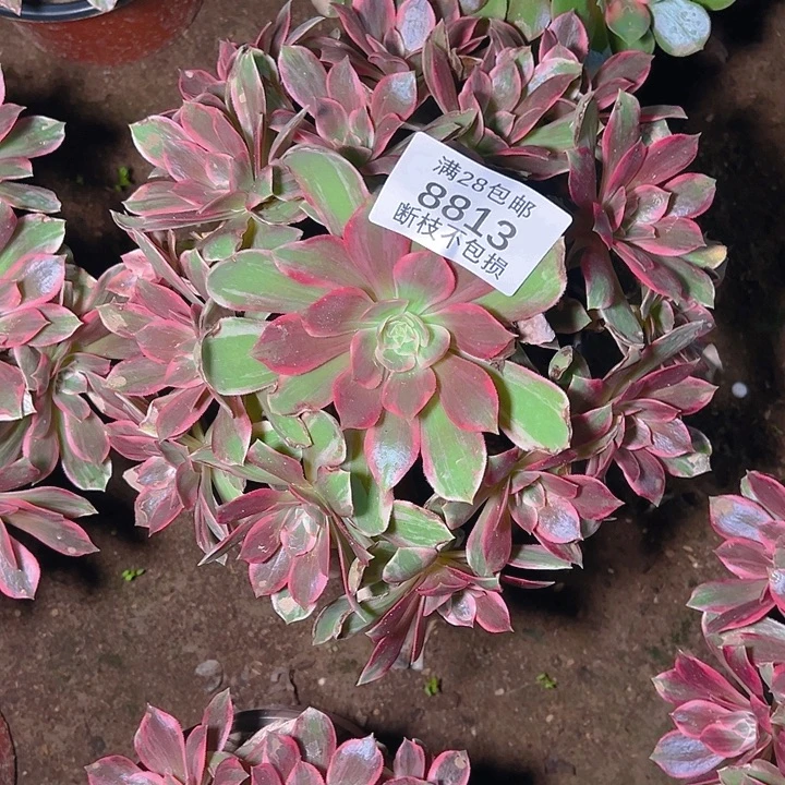 8813浣纱多肉植物